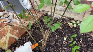 how to prune roses