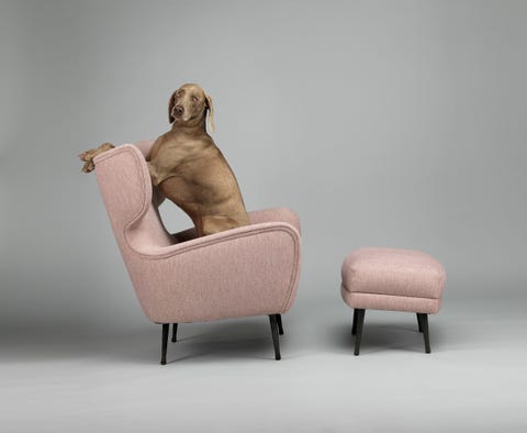 william wegman west elm dogs