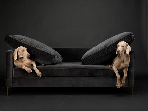 william wegman west elm dogs