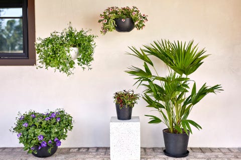 outdoor plants