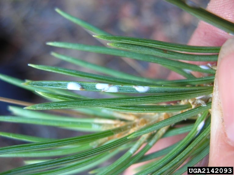 Pine needle scale