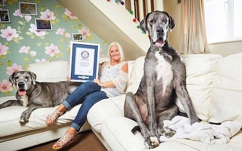 驚き 世界一背の高い犬 が新たなギネス記録を樹立へ
