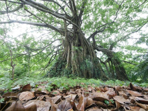 全台14座國家森林遊樂區推薦！走訪台灣最美後花園、絕美夜觀仙境，來場大自然治癒之旅