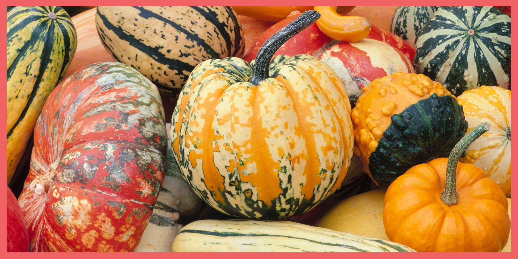 The Most Versatile Squash, From Carnival to Crookneck