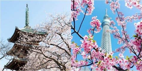 19日本賞櫻全攻略 東京6大賞櫻名所 開花時間 櫻花小知識的超詳細懶人包 實用必收