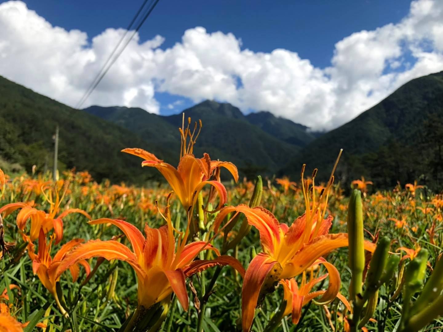 22金針花海景點 Ig特搜全台 台北 苗栗 台中 彰化 台東 花蓮 賞花地點全公開