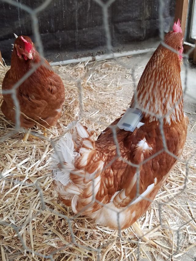 a chicken with a sensor on its back
