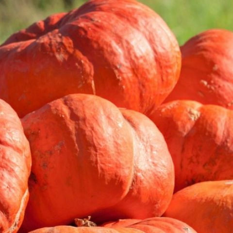 types of pumpkin like the cinderella's carriage variety
