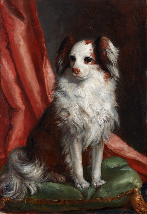 tiepolo tiepolo-cani