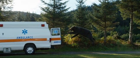 cocaine bear, directed by elizabeth banks