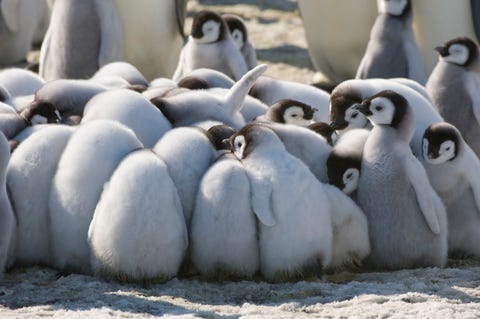 30 Absolutely Delightful Facts You Never Knew About Penguins