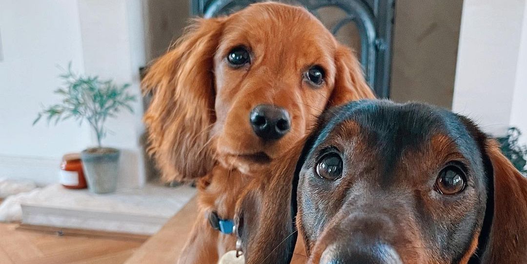 Stacey Solomon reveals emotional meaning behind new puppy’s name