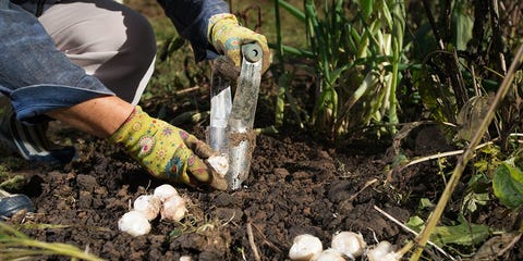 7 Simple Steps To Winterize Your Garden Prevention 7 Simple Steps To Winterize Your Garden