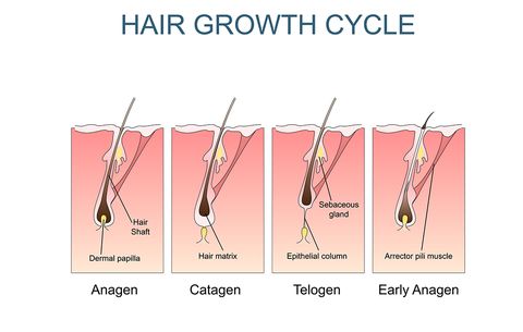 If Your Hair S Suddenly Feeling Thinner Here S What Could Be Going On Prevention