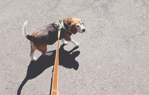 exercising with your pet