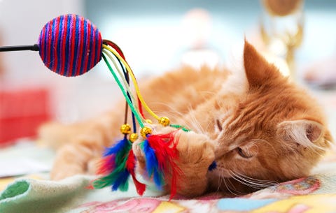exercising with your pet
