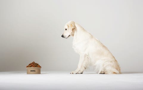 exercising with your pet