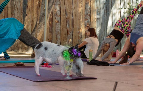 image pig yoga