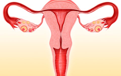 uterus