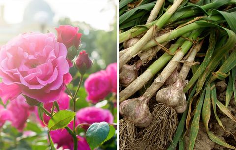 rose and garlic