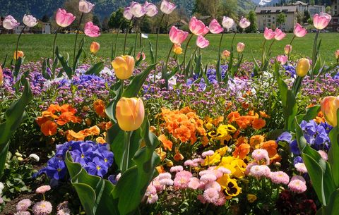 organic flower garden