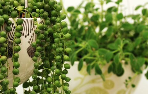 string of pearls succulent in pot