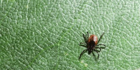 These four tick-borne illnesses are even worse than Lyme
