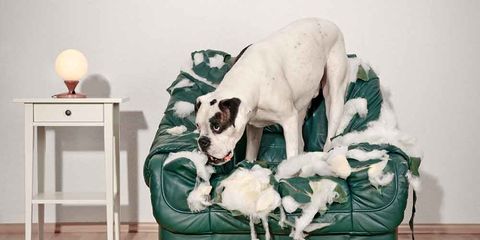 dog destroying furniture