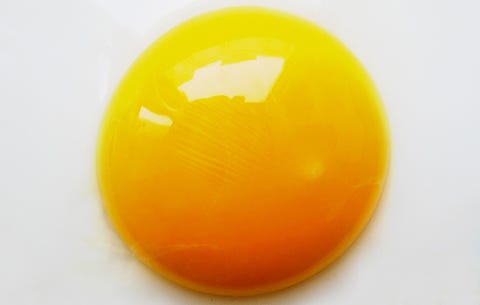 egg yolk