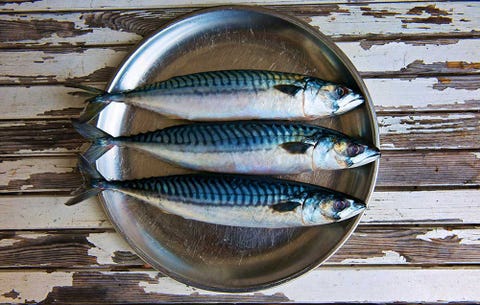 Mackerel