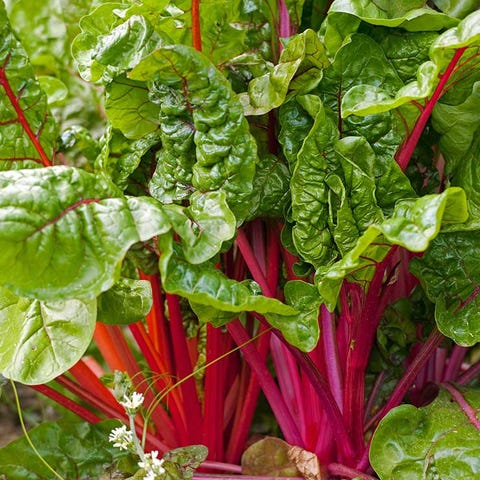 swiss chard swiss chard