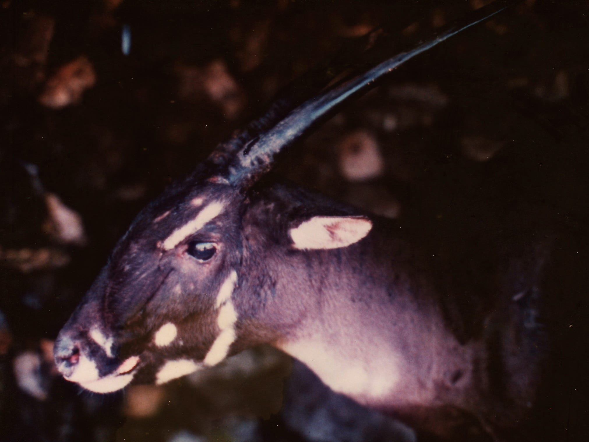 Scientists Think They Can Save the 'Asian Unicorn'—If It's Not Already Extinct