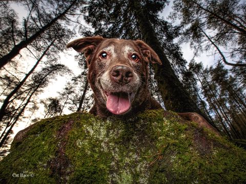 The Kennel Club photography competition