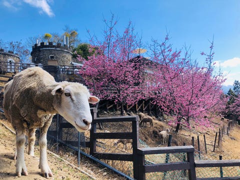 2023櫻花季開跑！精選全台3大春季賞櫻地點，日本認證賞櫻名所、高山鐵道櫻花雨等美景一次收集