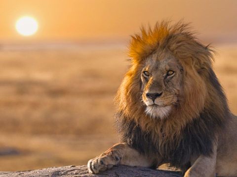 Mammal, Lion, Vertebrate, Wildlife, Masai lion, Hair, Felidae, Terrestrial animal, Big cats, Mane, 