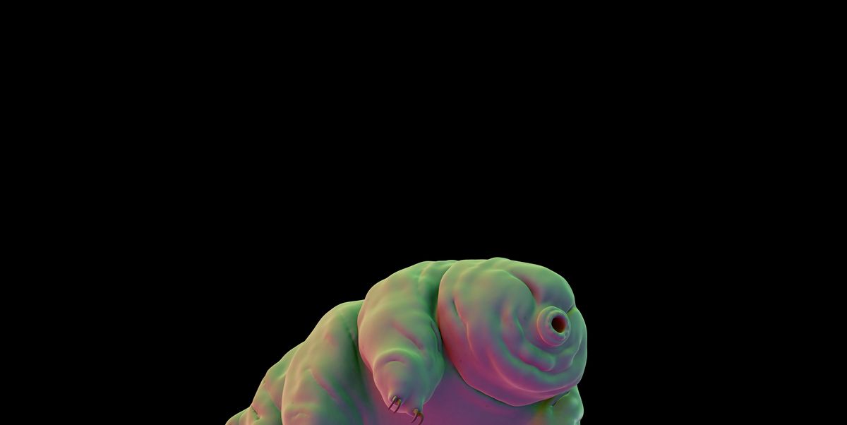Facts About Tardigrades How Do Water Bears Survive in Space?