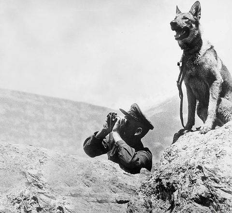 dogs second world war