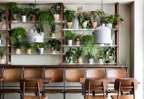 Piante da interno al centro dellarredo di un ristorante Arredare un ristorante
