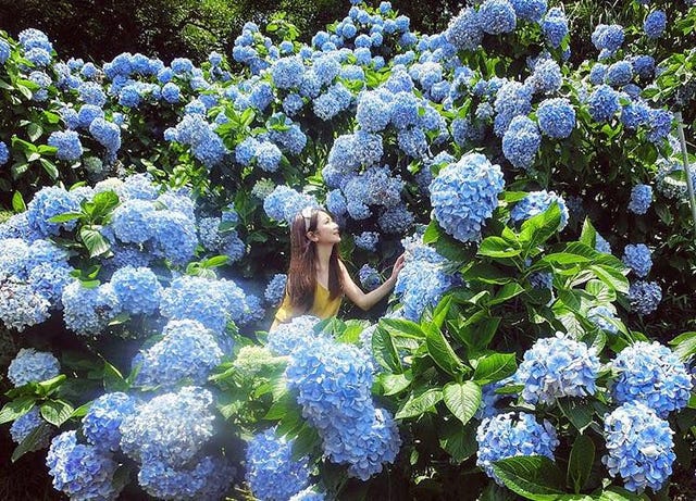 台灣 日本超夢幻的紫色花海大盤點 紫藤隧道 繡球花海太夢幻