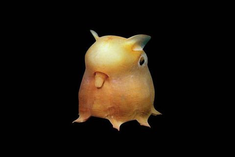 Weirdest Sea Creatures That Live In Our Oceans - Strange Ocean Life