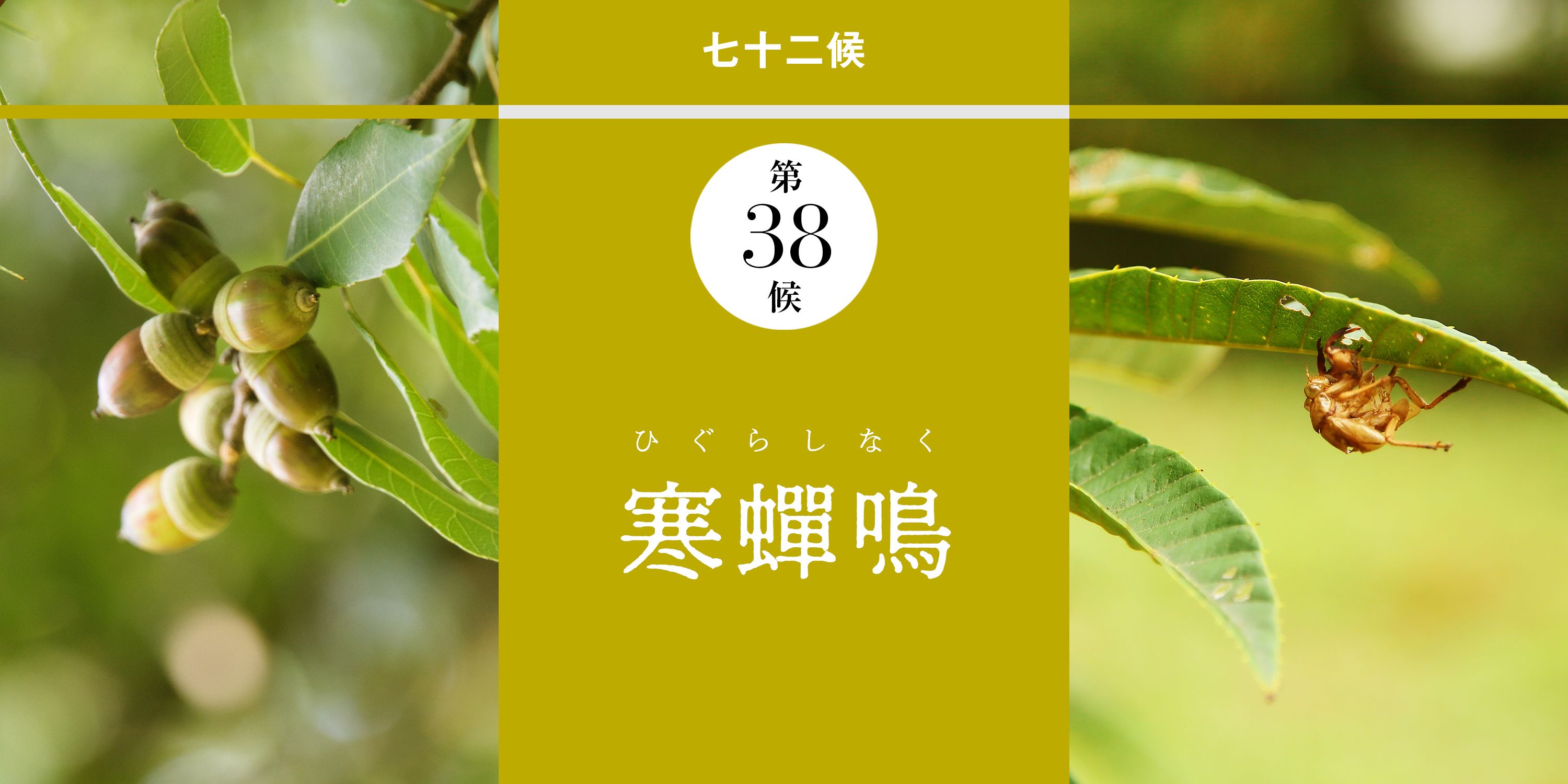 和の暦 葉月8月12日 夏の終わりが近づく 寒蟬鳴 ひぐらしなく