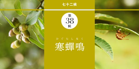和の暦 葉月8月12日 夏の終わりが近づく 寒蟬鳴 ひぐらしなく 和の暦 葉月8月12日 夏の終わりが近づく 寒蟬鳴 ひぐらしなく