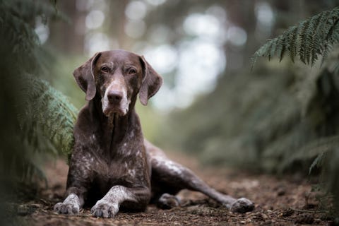 The Dog Photographer Of The Year 2018 Winners Have Been Revealed – The ...