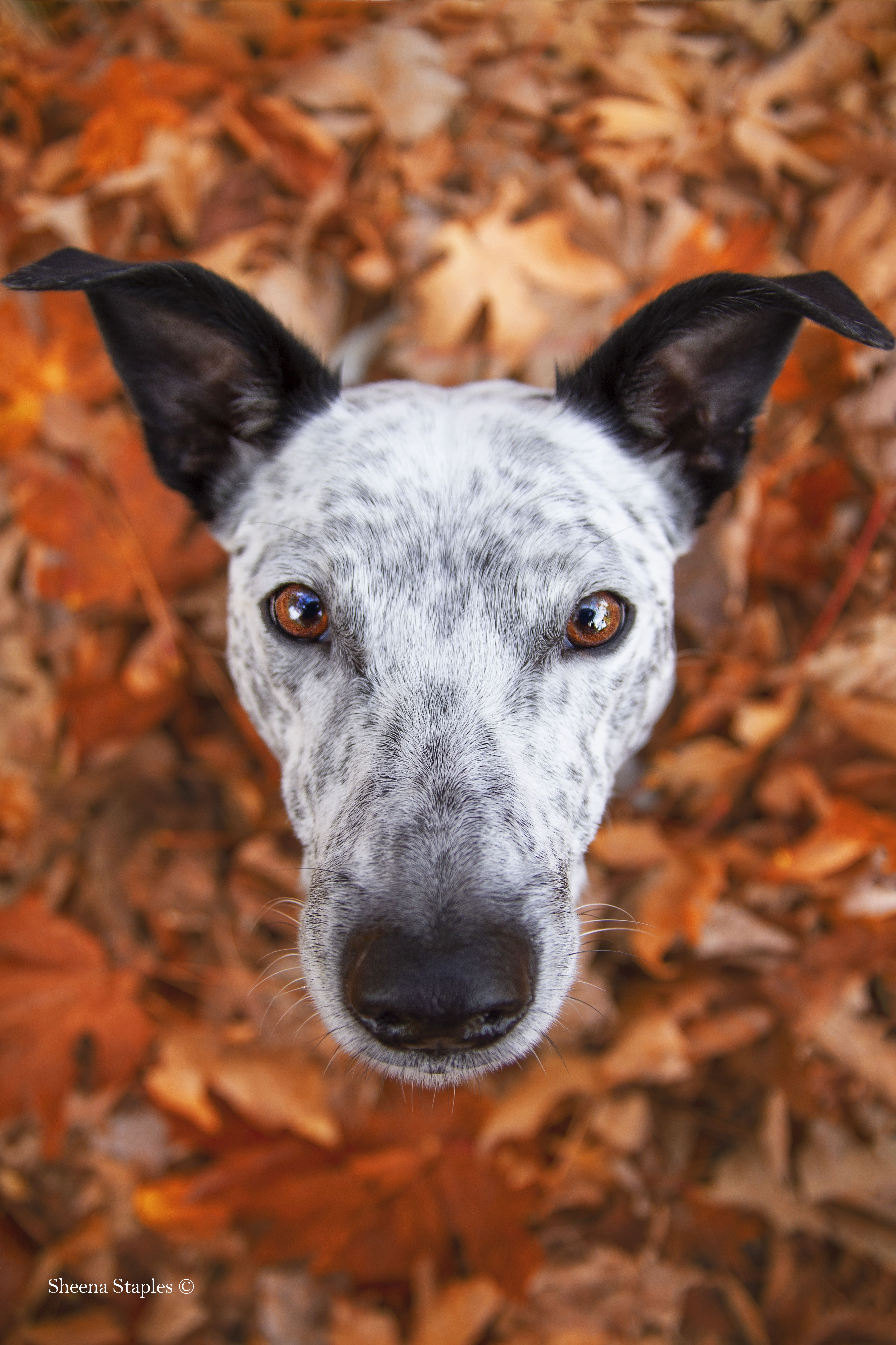 fly bitten dog ears