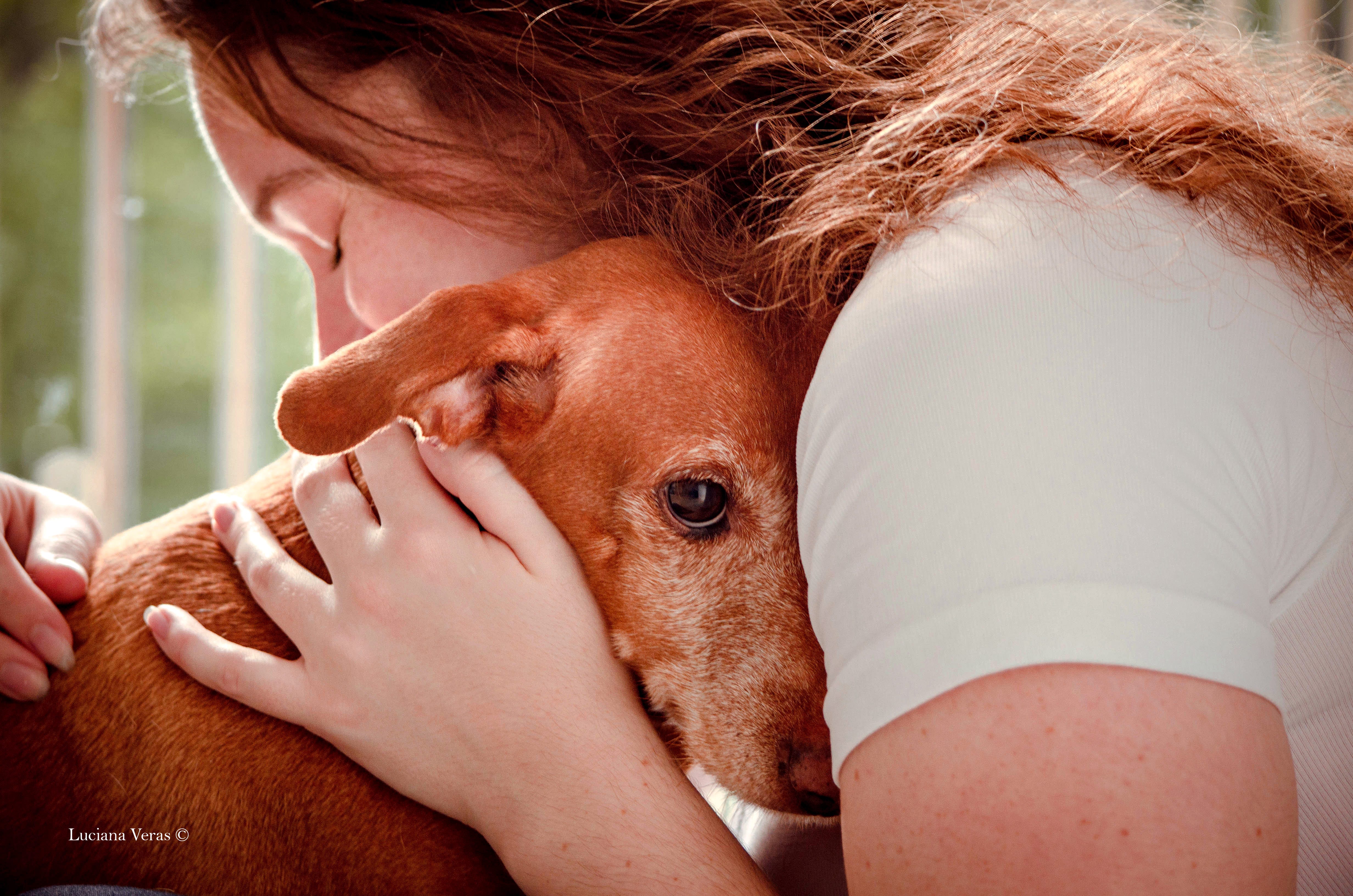 Why Do Dogs Fly Bite