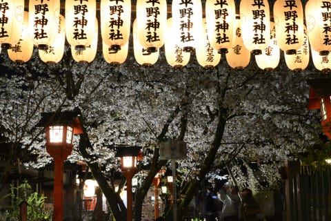 京都人才懂的賞櫻 在百年古城看夜櫻燈光秀 太浪漫 京都夜櫻名所三選必收