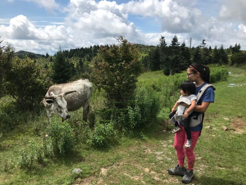 移住者に人気 広大な自然あふれるノースカロライナ州の魅力