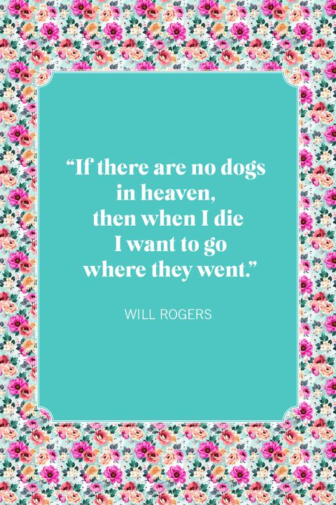 dog quotes will rogers