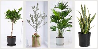 35 Best Indoor Plants For Apartments, Plants For Living Room