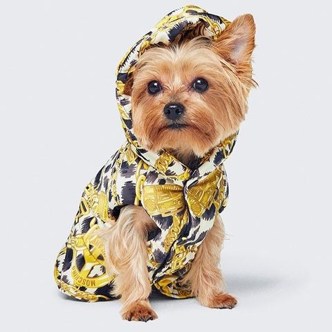 Moschino x H&M: una colección también tus mascotas - y H&M apuestan por vestir a